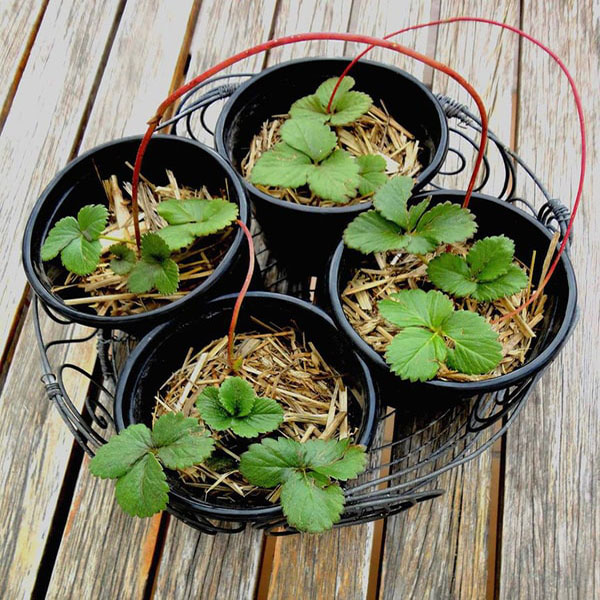 cach-trong-dau-tay-bang-hat-o-mien-nam