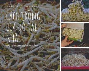 cach-trong-gia-tai-nha