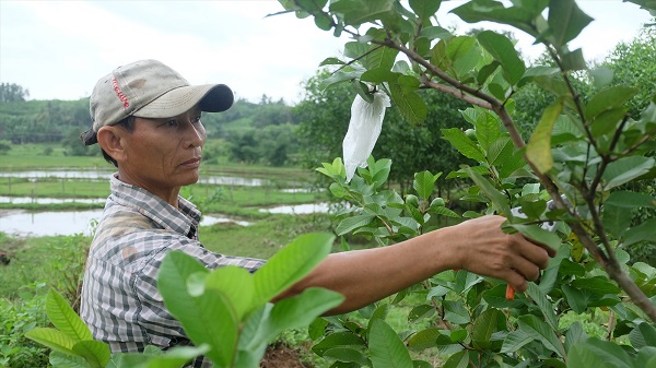 cach-trong-oi-chiet-canh