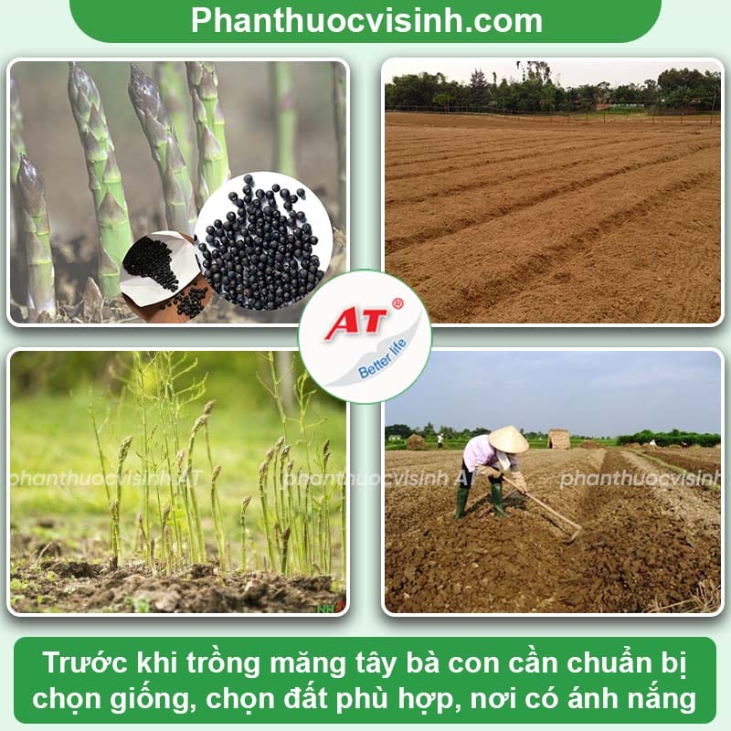 Các kỹ thuật trồng măng tây cho năng suất cao, chất lượng tốt