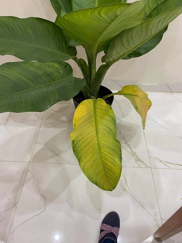 cay-dai-phu-gia-bi-vang-la