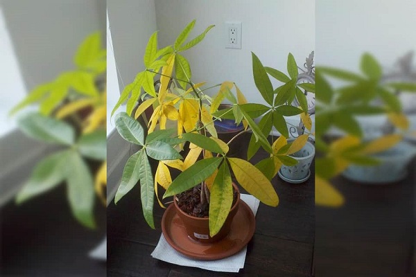 cay-kim-ngan-bi-vang-la