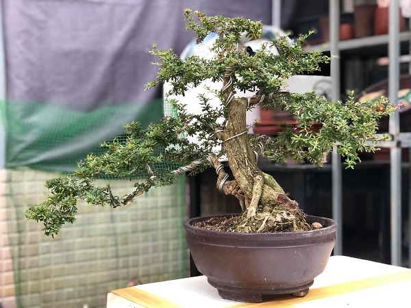 cay-linh-sam-bonsai