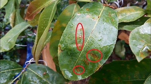 cay-mai-bi-ri-sat