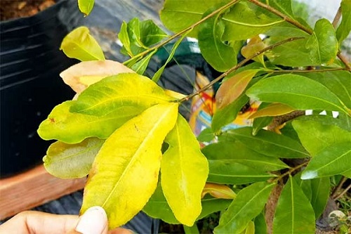 cay-mai-bi-vang-la