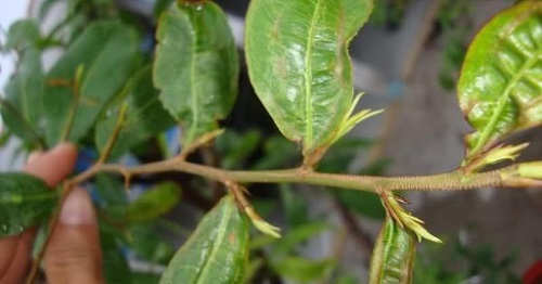 cay-mai-vang-bi-bo-tri