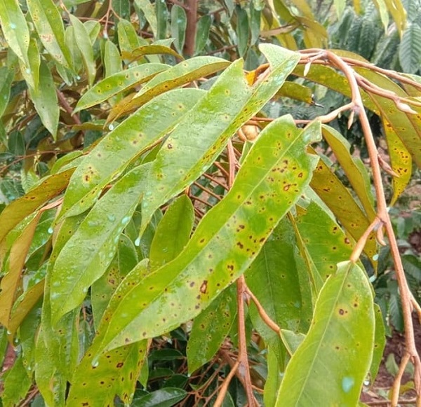 cay-sau-rieng-bi-ri-sat