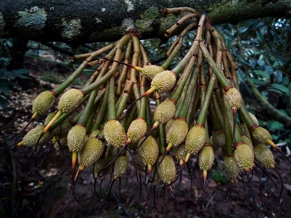 cay-sau-rieng-rung-trai-non