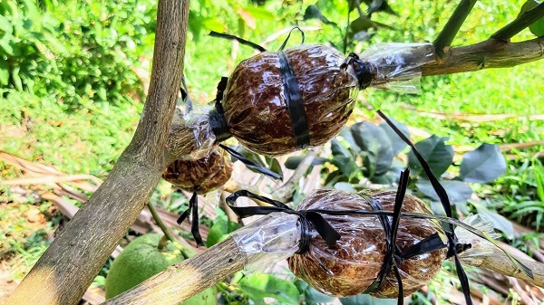 chiet-canh-buoi-vao-thang-may