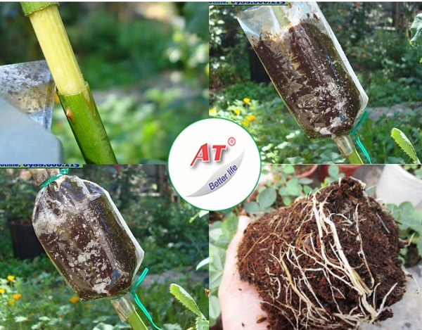 chiet-hoa-hong-bang-xo-dua