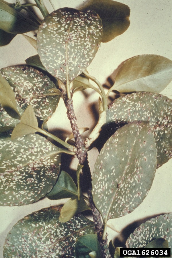 citrus-snow-scale