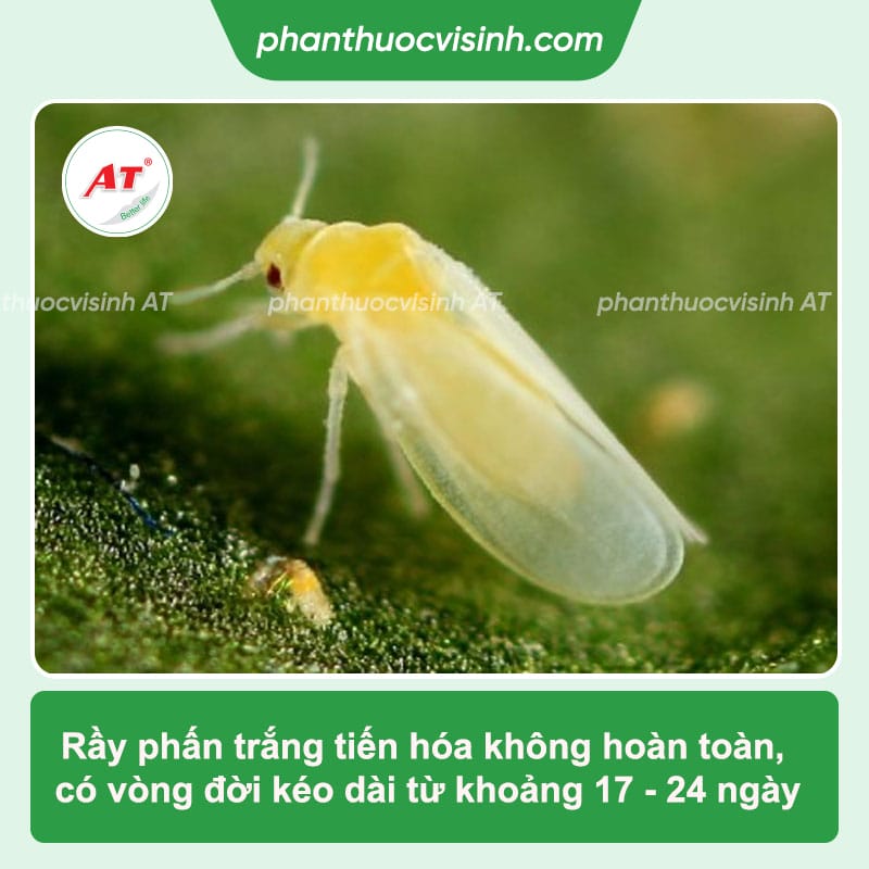 Cách phòng trị rầy phấn trắng hại lúa an toàn, hiệu quả nhanh