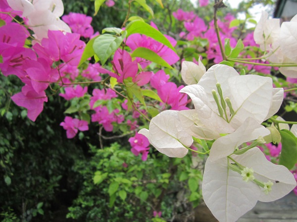 dac-diem-sinh-truong-cua-cay-hoa-giay
