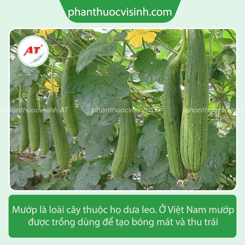 Kỹ thuật trồng mướp sai quả giúp tăng năng suất cho người nông dân