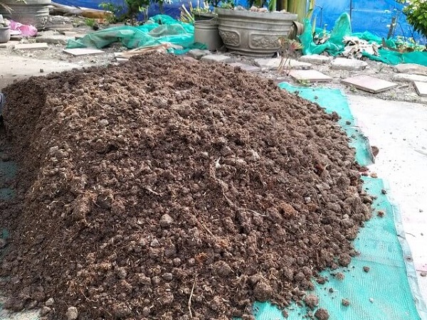 Học ngay cách trồng nho trên sân thượng sai trĩu quả 2 dat-trong-nho-tren-san-thuong