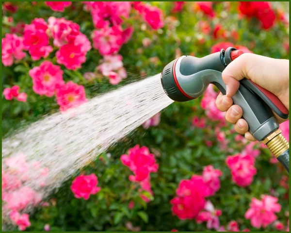 Hướng dẫn chi tiết cách trị bọ trĩ hoa hồng bằng nước rửa chén 7 diet-bi-tri-khong-dung-thuoc