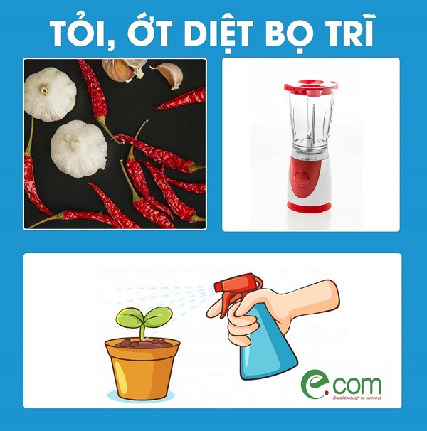 diet-bo-tri-bang-toi-ot