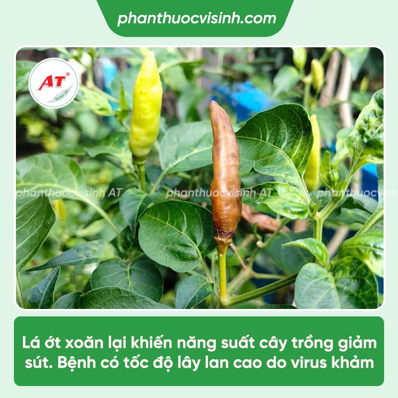 Ớt bị xoăn lá: Nguyên nhân & Cách điều trị hiệu quả