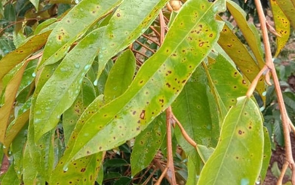 dom-mat-cua-tren-sau-rieng