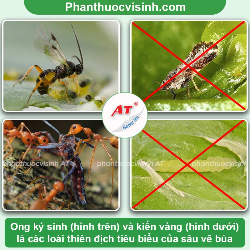 Khắc chế sâu vẽ bùa hại cây ăn quả có múi chuẩn cách nhà nông