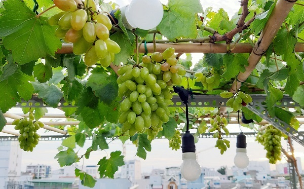 Học ngay cách trồng nho trên sân thượng sai trĩu quả 7 gian-nho-tren-san-thuong