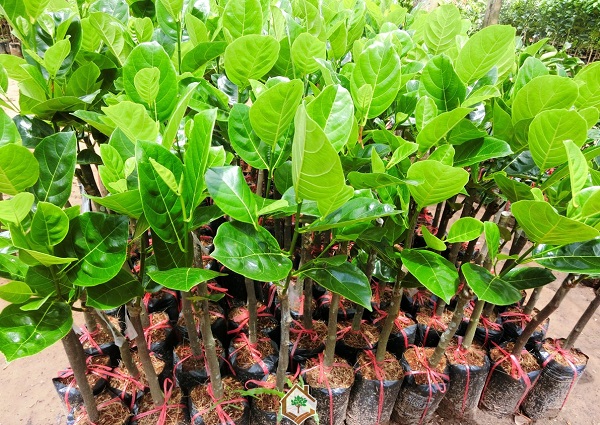 giong-cay-mit-thai-sieu-som