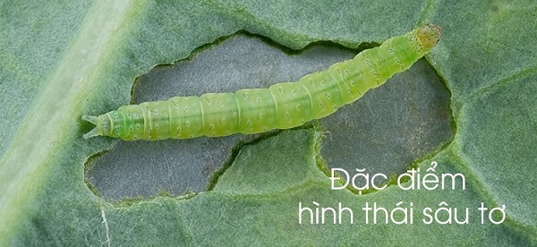 Biện pháp phòng và trị sâu tơ hại rau mang lại hiệu quả nhanh chóng 2 hinh-anh-sau-to