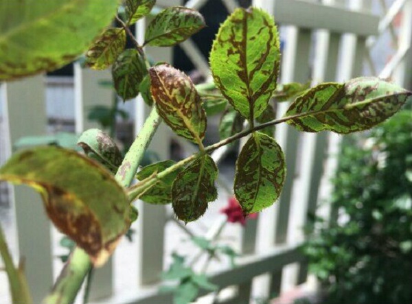 hoa-hong-bi-xoan-la-la-benh-gi