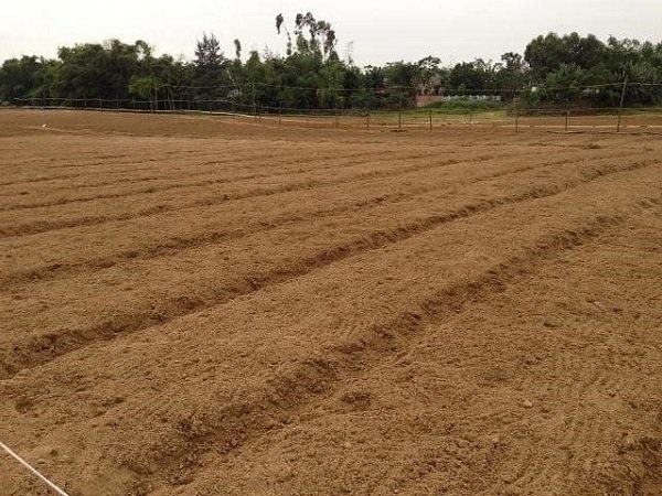 Học ngay cách trồng bắp cải xanh tốt, nhanh thu hoạch 3 huong-dan-trong-bap-cai