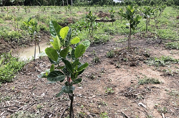 khoang-cach-trong-cay-mit-thai-sieu-som