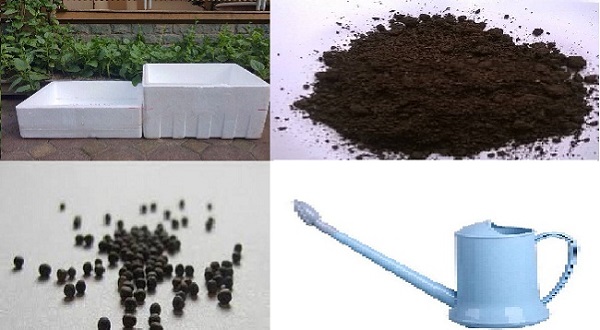 Cách trồng súp lơ xanh sạch, không thuốc trừ sâu đơn giản, dễ thực hiện 2 kinh-nghiem-trong-sup-lo