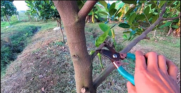 ky-thuat-cham-soc-cay-mit-thai-sieu-som