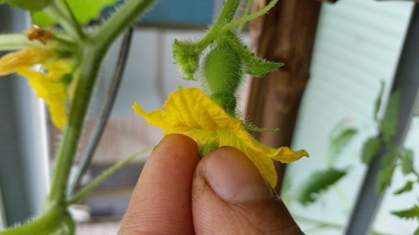 ky-thuat-trong-cay-bi-do