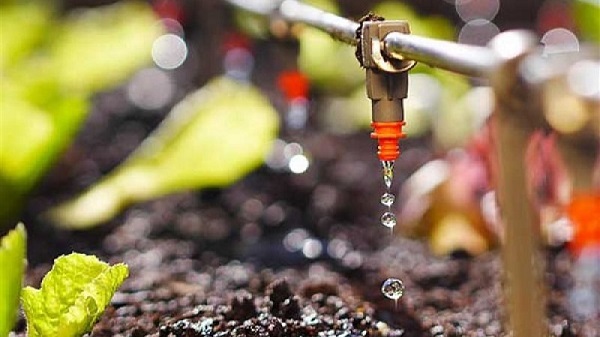 Học ngay cách trồng nho trên sân thượng sai trĩu quả 5 ky-thuat-trong-nho-tren-san-thuong