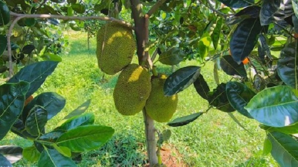 ky-thuat-trong-va-cham-soc-mit-thai-sieu-som