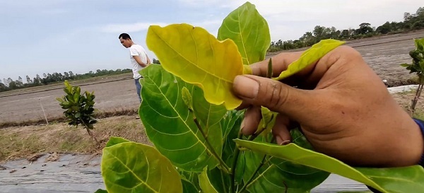 mit-bi-vang-la-la-benh-gi