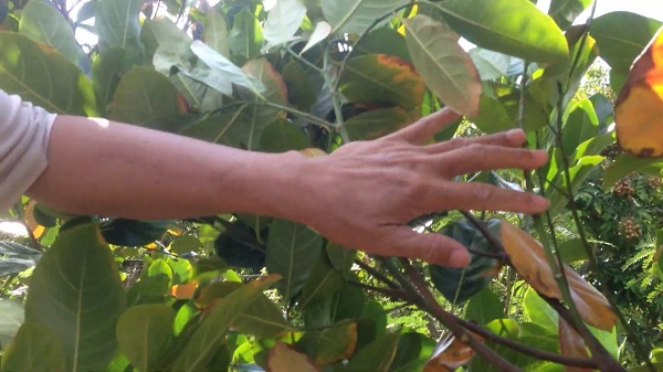 mit-bi-vang-la-rung-la