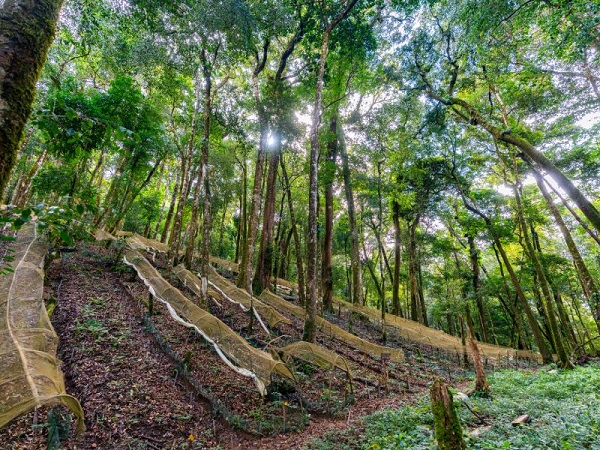 mo-hinh-trong-sam-ngoc-linh