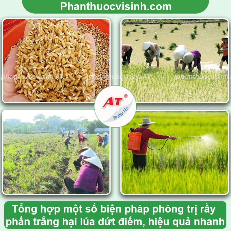 Cách phòng trị rầy phấn trắng hại lúa an toàn, hiệu quả nhanh