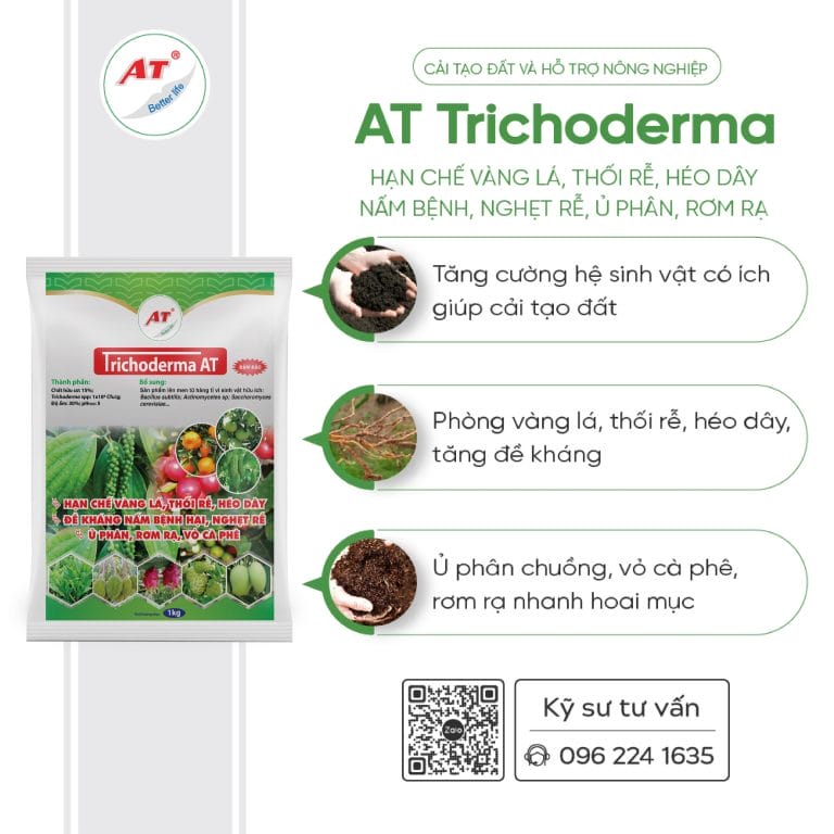 Các kỹ thuật trồng măng tây cho năng suất cao, chất lượng tốt