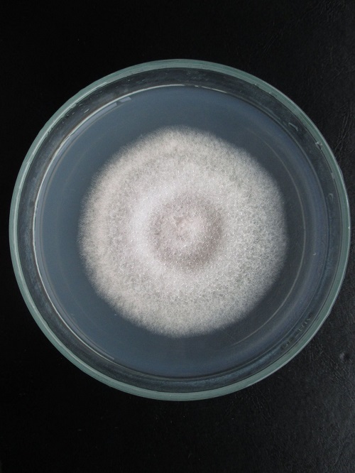 nam-colletotrichum-phomoides