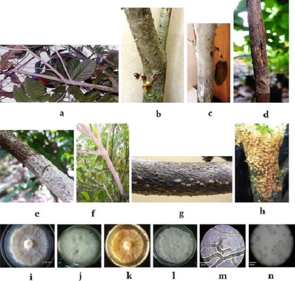 Bệnh nấm hồng trên cây cà phê: Nguyên nhân, triệu chứng và cách trị bệnh 2 nam-hong-tren-cay-ca-phe
