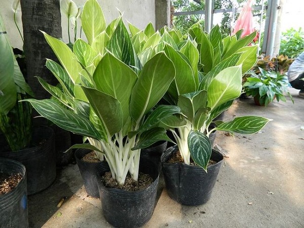 nguyen-nhan-cay-bach-ma-hoang-tu-bi-vang-la