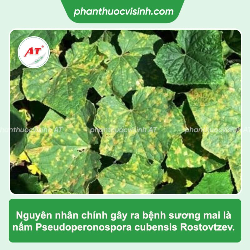 Bệnh sương mai trên dưa chuột dưa leo: Cách phòng trị hiệu quả
