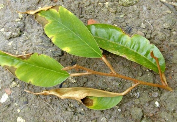 nguyen-nhan-sau-rieng-rung-trai-non