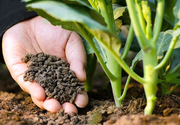 Phân hữu cơ là gì và những điều có thể bạn chưa biết 1 phan-huu-co-la-gi