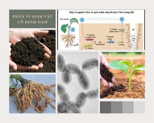 phan-vi-sinh-vat-co-dinh-dam