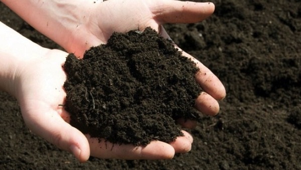 phan-vi-sinh-vat-co-dinh-dam-co-tac-dung-gi