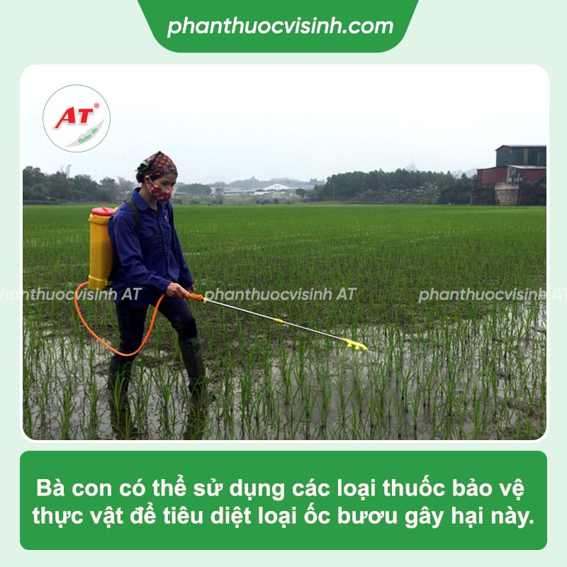 Phòng trừ ốc bươu vàng hại lúa giúp mang lại mùa vụ bội thu