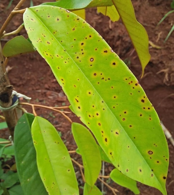 sau-rieng-bi-dom-mat-cua